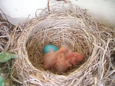 Baby Robins